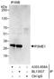 Proteasome Activator Subunit 1 antibody, A303-858A, Bethyl Labs, Immunoprecipitation image 