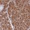 WW Domain Binding Protein 11 antibody, HPA040037, Atlas Antibodies, Immunohistochemistry frozen image 