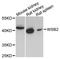 WD Repeat And SOCS Box Containing 2 antibody, LS-C748038, Lifespan Biosciences, Western Blot image 