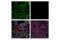 TANK Binding Kinase 1 antibody, 38066S, Cell Signaling Technology, Immunofluorescence image 