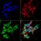 Peroxisomal Biogenesis Factor 6 antibody, MA5-27670, Invitrogen Antibodies, Immunofluorescence image 