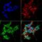 Peroxisomal Biogenesis Factor 6 antibody, MA5-27670, Invitrogen Antibodies, Immunofluorescence image 