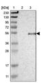 Oligodendrocyte Myelin Glycoprotein antibody, PA5-52972, Invitrogen Antibodies, Western Blot image 