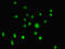 General Transcription Factor IIH Subunit 5 antibody, LS-C317761, Lifespan Biosciences, Immunofluorescence image 