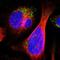 Aldehyde Dehydrogenase 18 Family Member A1 antibody, NBP1-83325, Novus Biologicals, Immunofluorescence image 