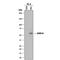 GATA Binding Protein 6 antibody, AF1700, R&D Systems, Western Blot image 