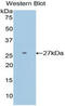 Dixin antibody, MBS2003711, MyBioSource, Western Blot image 