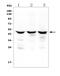 Flap Structure-Specific Endonuclease 1 antibody, A01484-1, Boster Biological Technology, Western Blot image 