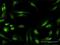 RAN Binding Protein 6 antibody, H00026953-B01P, Novus Biologicals, Immunofluorescence image 