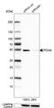 Protein Disulfide Isomerase Family A Member 6 antibody, HPA034652, Atlas Antibodies, Western Blot image 