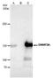 DNA Methyltransferase 3 Alpha antibody, PA5-77945, Invitrogen Antibodies, Immunoprecipitation image 