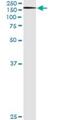 Exportin 5 antibody, H00057510-M01, Novus Biologicals, Immunoprecipitation image 