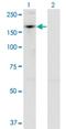Activity Dependent Neuroprotector Homeobox antibody, H00023394-M02, Novus Biologicals, Western Blot image 