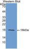 Epidermal Growth Factor antibody, LS-C373998, Lifespan Biosciences, Western Blot image 