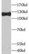 Spliceosome Associated Factor 3, U4/U6 Recycling Protein antibody, FNab07612, FineTest, Western Blot image 