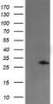 Snail Family Transcriptional Repressor 2 antibody, LS-C174043, Lifespan Biosciences, Western Blot image 