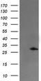 Snail2 antibody, LS-C174043, Lifespan Biosciences, Western Blot image 