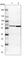 Chaperonin Containing TCP1 Subunit 8 antibody, HPA018520, Atlas Antibodies, Western Blot image 