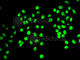 RE1 Silencing Transcription Factor antibody, A7161, ABclonal Technology, Immunofluorescence image 