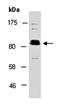 BTB Domain And CNC Homolog 2 antibody, orb67100, Biorbyt, Western Blot image 