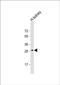 Death Inducer-Obliterator 1 antibody, PA5-72504, Invitrogen Antibodies, Western Blot image 