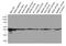 Beta-Actin antibody, HRP-60008, Proteintech Group, Western Blot image 