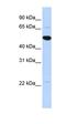 Rho GTPase Activating Protein 36 antibody, orb325785, Biorbyt, Western Blot image 