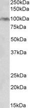 Aryl Hydrocarbon Receptor antibody, LS-C204973, Lifespan Biosciences, Western Blot image 