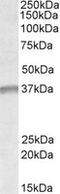 Undifferentiated Embryonic Cell Transcription Factor 1 antibody, MBS422259, MyBioSource, Western Blot image 