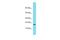 Protein FAM183B antibody, PA5-71109, Invitrogen Antibodies, Western Blot image 