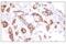 SRY-Box 10 antibody, 69661S, Cell Signaling Technology, Immunohistochemistry frozen image 