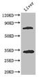 Histone deacetylase 10 antibody, CSB-PA010236LA01HU, Cusabio, Western Blot image 