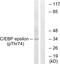 CCAAT Enhancer Binding Protein Epsilon antibody, PA5-37522, Invitrogen Antibodies, Western Blot image 