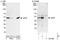 Eukaryotic Translation Initiation Factor 3 Subunit F antibody, NBP1-50037, Novus Biologicals, Western Blot image 