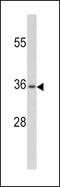 Paired Box 4 antibody, PA5-13649, Invitrogen Antibodies, Western Blot image 