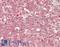 GAPDH antibody, LS-B14356, Lifespan Biosciences, Immunohistochemistry paraffin image 