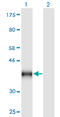 CD59 Molecule (CD59 Blood Group) antibody, LS-C196863, Lifespan Biosciences, Western Blot image 