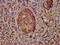 NIMA Related Kinase 5 antibody, LS-C674173, Lifespan Biosciences, Immunohistochemistry paraffin image 