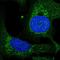 Transcription elongation factor, mitochondrial antibody, HPA053044, Atlas Antibodies, Immunofluorescence image 