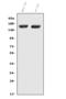 Complement Factor H antibody, A00562-2, Boster Biological Technology, Western Blot image 
