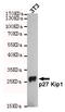 Cyclin Dependent Kinase Inhibitor 1B antibody, TA346911, Origene, Western Blot image 
