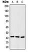 Histone Deacetylase 8 antibody, LS-C354196, Lifespan Biosciences, Western Blot image 