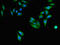 T-cell surface protein tactile antibody, CSB-PA004971LA01HU, Cusabio, Immunofluorescence image 