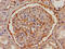 Fibrinogen Alpha Chain antibody, LS-C369610, Lifespan Biosciences, Immunohistochemistry frozen image 