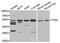 Transcobalamin 2 antibody, PA5-76816, Invitrogen Antibodies, Western Blot image 