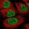 Latent Transforming Growth Factor Beta Binding Protein 2 antibody, HPA073170, Atlas Antibodies, Immunofluorescence image 