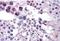 Frizzled Class Receptor 9 antibody, orb19857, Biorbyt, Immunohistochemistry paraffin image 