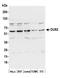 Dihydrouridine Synthase 2 antibody, A305-135A, Bethyl Labs, Western Blot image 