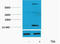 Histone H3 antibody, STJ97142, St John