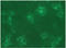 CD4 antibody, AM32703FC-N, Origene, Immunofluorescence image 